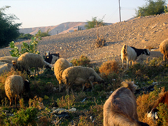 Moutons � Jericho, Palestine