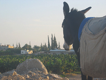 Ane � Jericho, Palestine