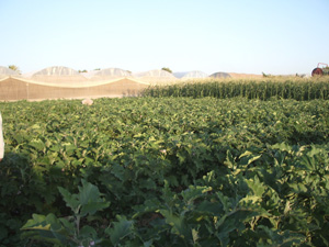 Plantations � Qalqilia, Palestine