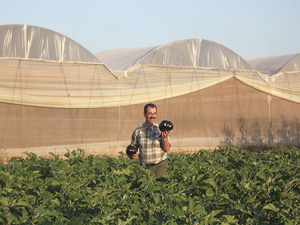 Plantations � Qalqilia, Palestine